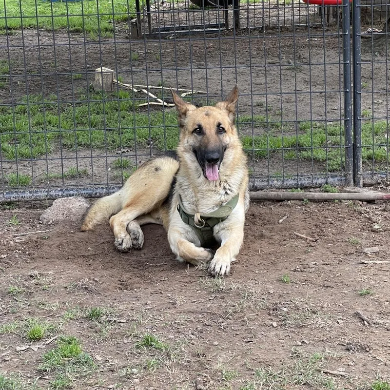 A young large-sized male Black German Shepherd Dog dog named Milo Iii for adoption in Mount Pleasant, TX