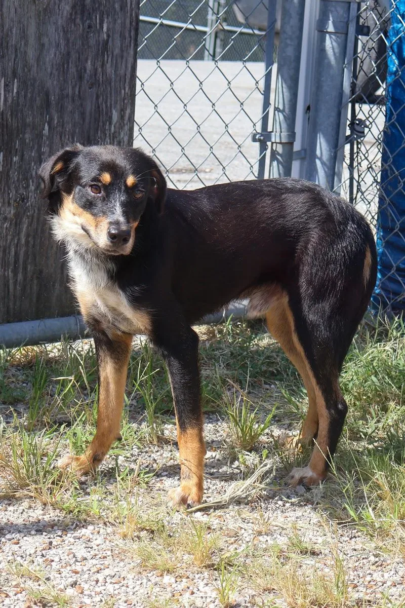 A baby medium-sized male Terrier dog named Rusty for adoption in Hollister, MO