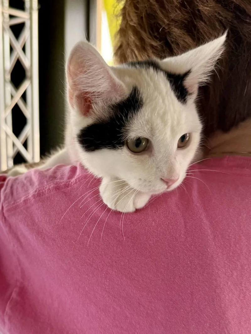 CAT  Oliver thumbnail 2