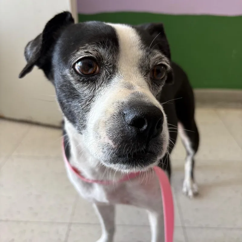An adult small-sized female Mixed Breed dog named Alana for adoption in Fresno, CA