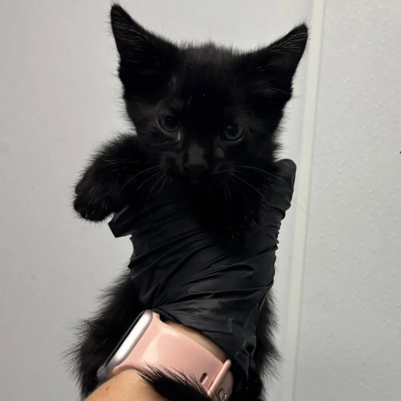 A baby small-sized female Domestic Short Hair cat named Rory for adoption in Abilene, TX