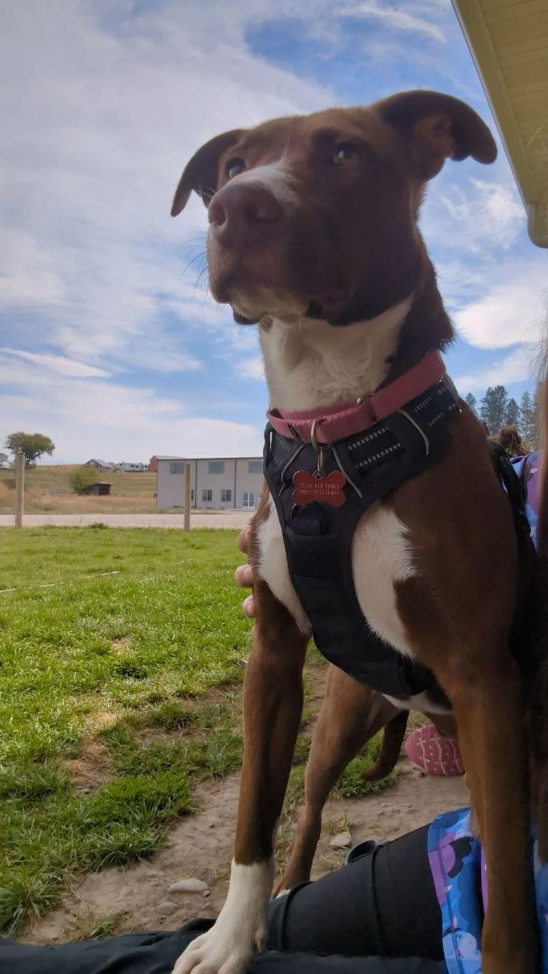 An adult medium-sized female Labrador Retriever dog named Abby Lee Miller for adoption in Polson, MT