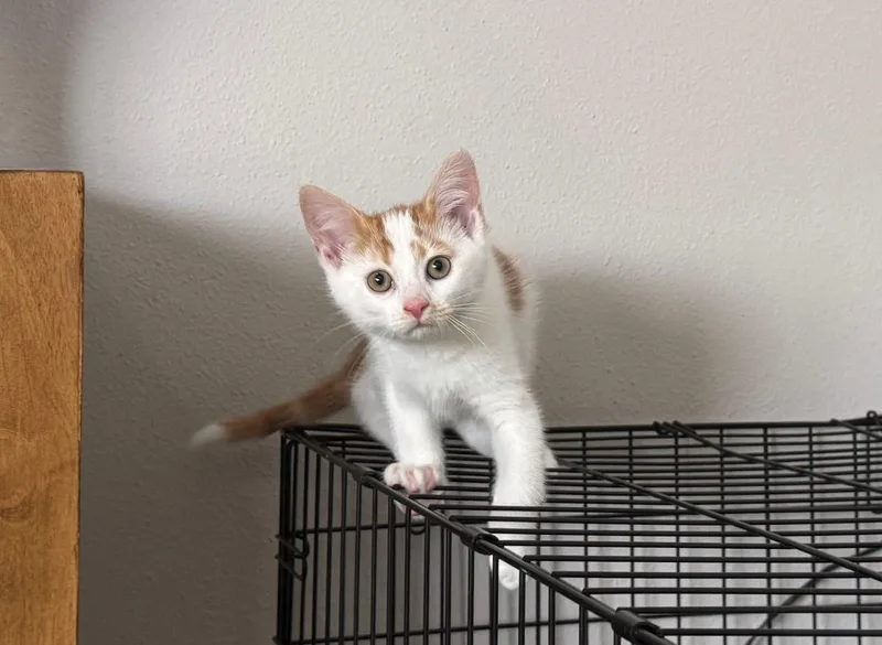 A baby small-sized female Domestic Short Hair cat named Poke for adoption in Tampa, FL