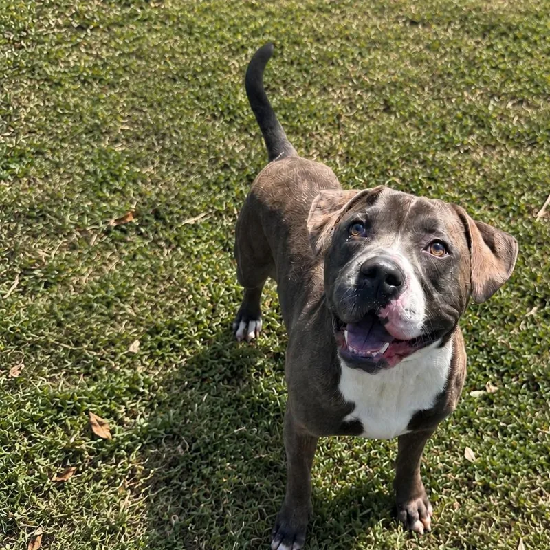 An adult medium-sized male Brindle Pit Bull Terrier dog named Brunson for adoption in Jersey city, NJ