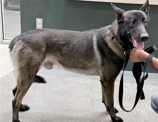 An adult large-sized male Belgian Shepherd / Malinois dog named Yoshi for adoption in Los Angeles, CA