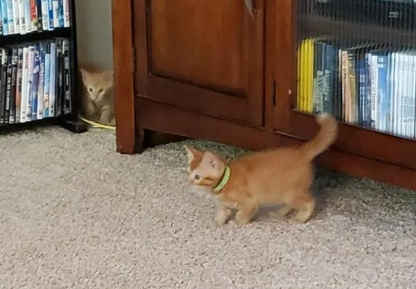 A baby small-sized male Domestic Short Hair cat named Astronaut for adoption in San Diego, CA
