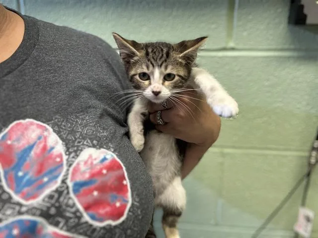 A baby small-sized male Domestic Short Hair cat named Tigger for adoption in Grand Prairie, TX