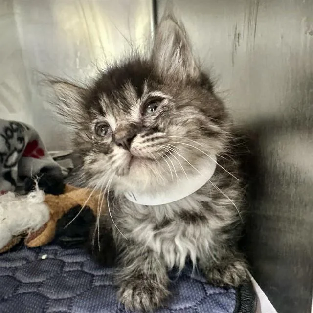 A baby small-sized female Domestic Medium Hair cat named Fergie for adoption in Riverside, CA