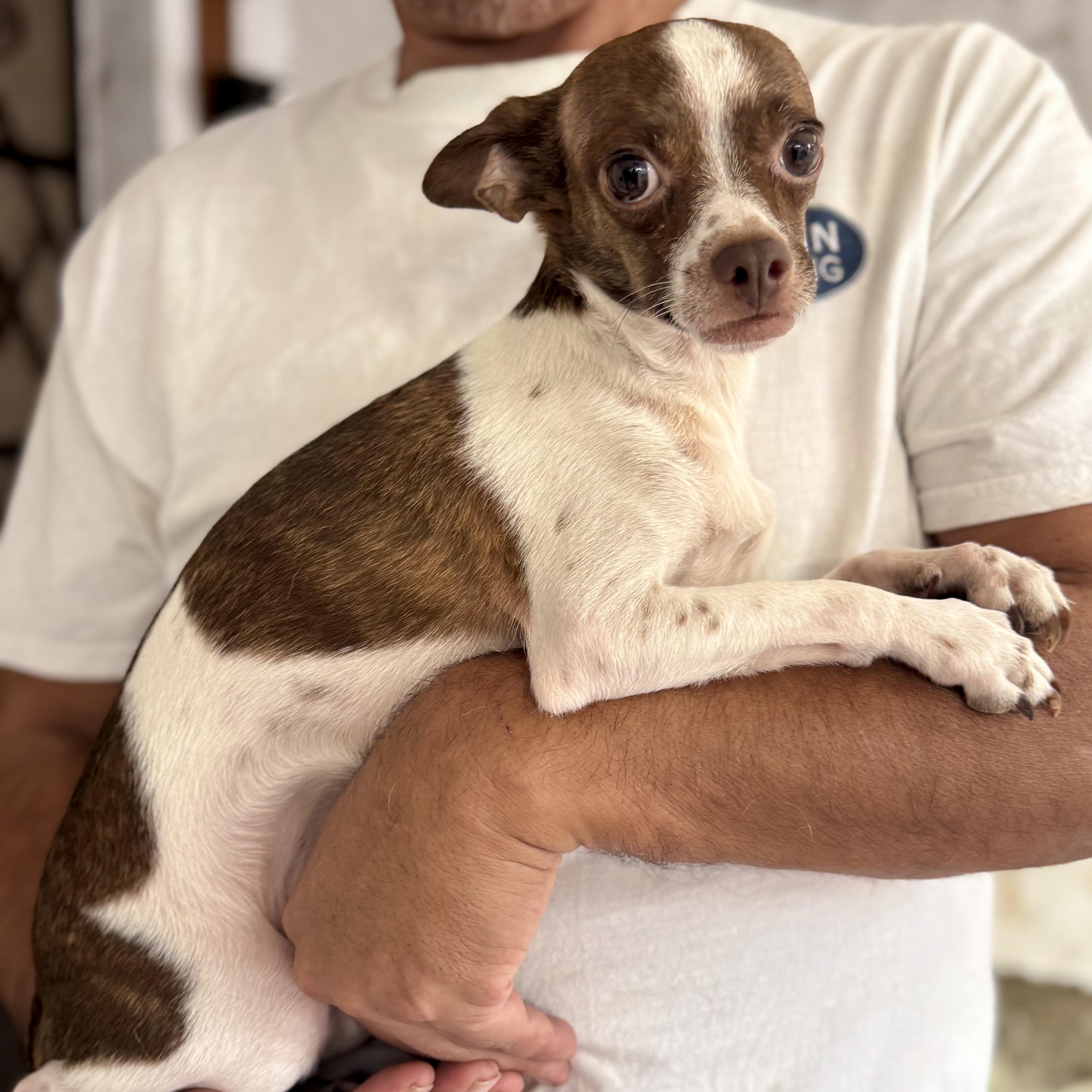 A young small-sized male White / Cream Chihuahua dog named Luca for adoption in Manvel, TX