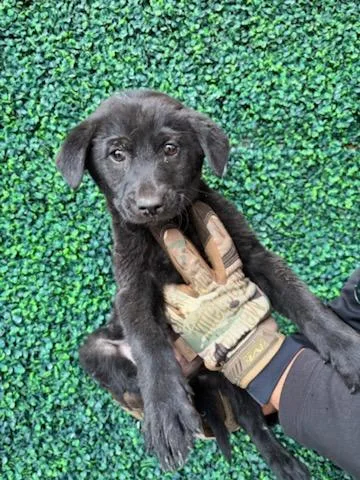 A baby small-sized male Black Shepherd dog named Turtle for adoption in El Paso, TX