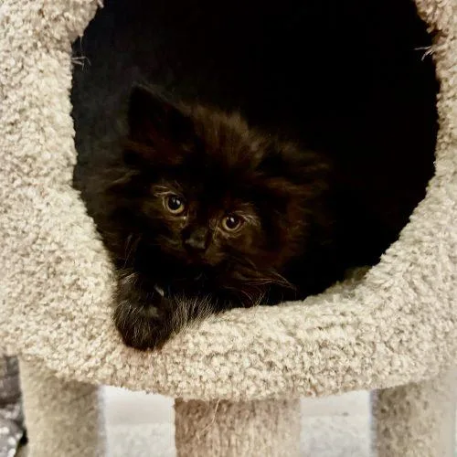 A baby small-sized female Black Domestic Medium Hair cat named Sofie for adoption in Seven Valleys, PA