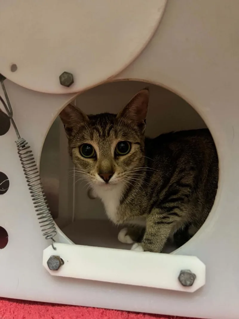 An adult medium-sized female Domestic Short Hair cat named Crowley for adoption in Rockwall, TX