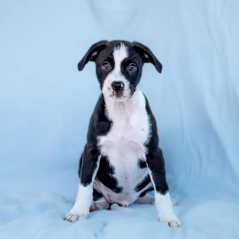 A baby medium-sized male Spaniel dog named Emmy Pup  Rogen for adoption in San Diego, CA
