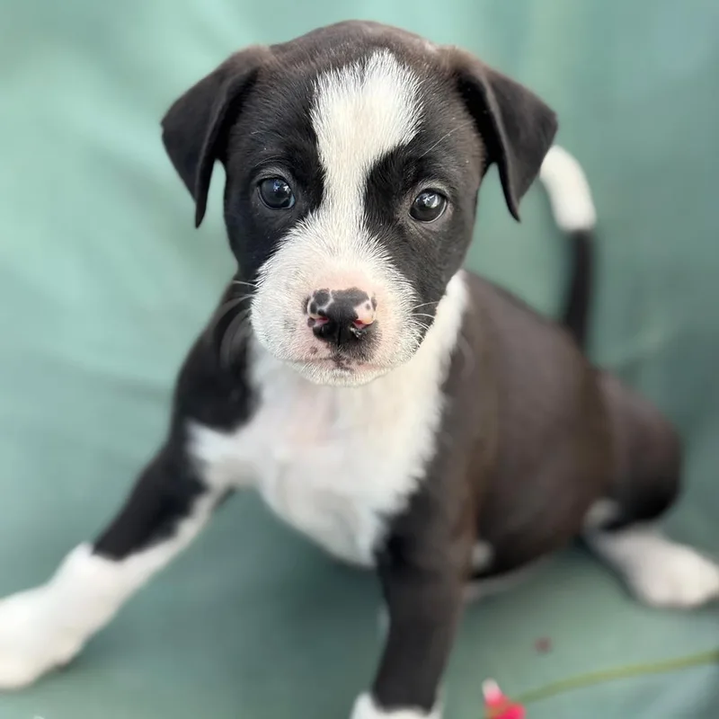 Emmy Pup  Rogen thumbnail 2