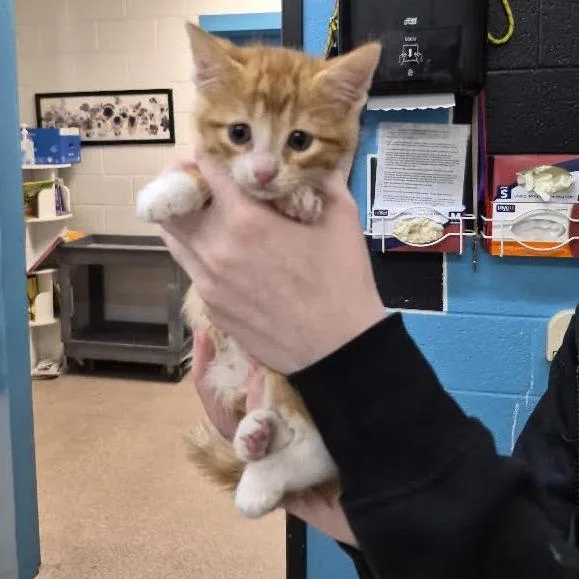 A baby small-sized male Orange / Red Domestic Short Hair cat named Walter for adoption in Ardmore, OK