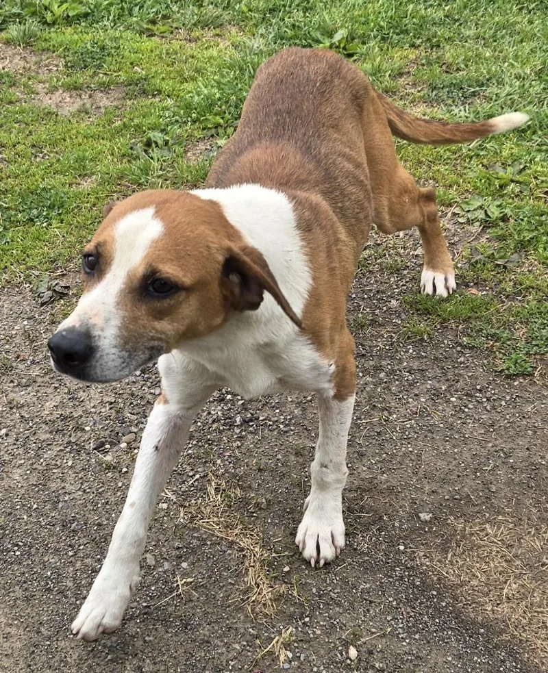 A young medium-sized male Hound dog named Bravo for adoption in Saint Clairsville, OH