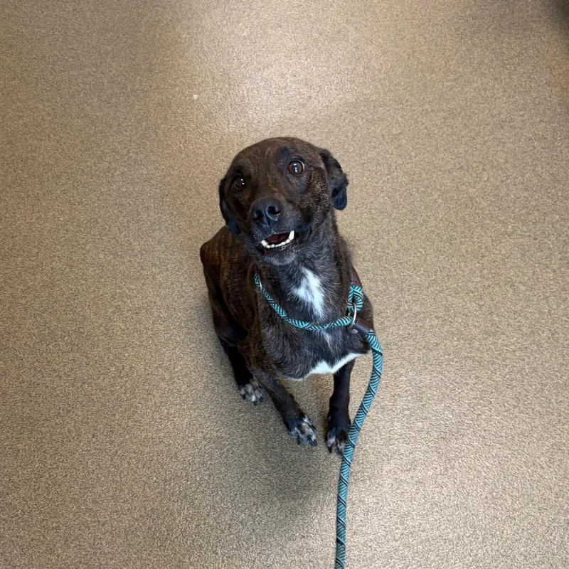 An adult medium-sized female Brindle Husky dog named Folly for adoption in Council Bluffs, IA