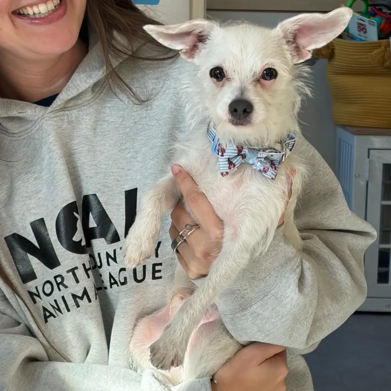 A young small-sized male Terrier dog named Timmy for adoption in Morrisville, VT