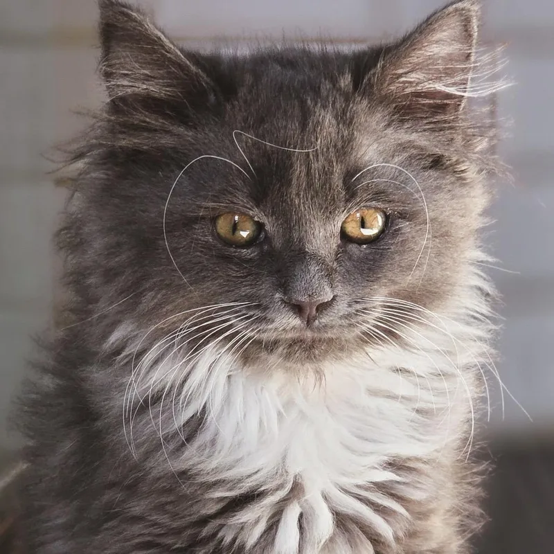 A baby small-sized female Domestic Medium Hair cat named Annabel for adoption in Las Vegas, NV