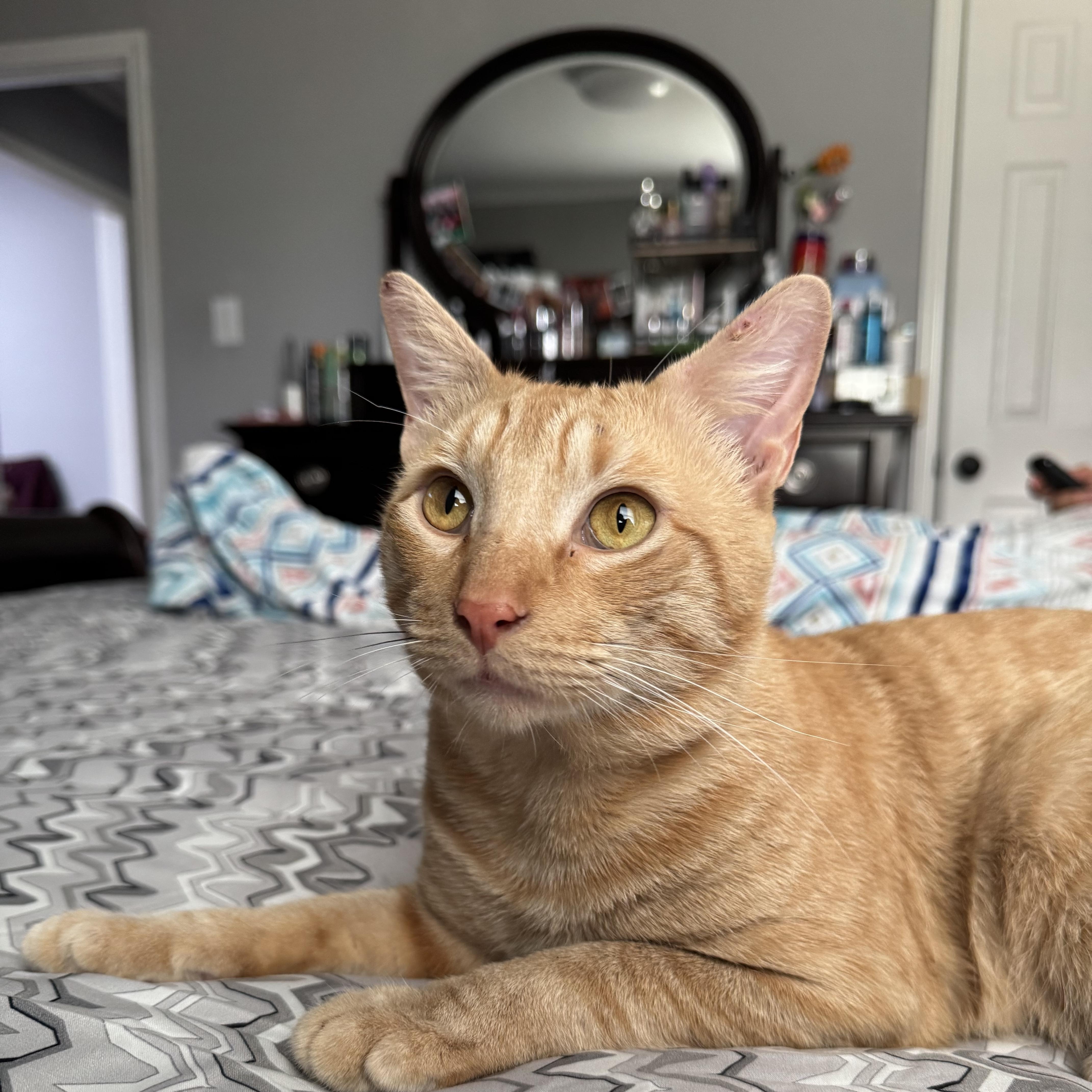 An adult medium-sized male Orange / Red Domestic Short Hair cat named Thomas for adoption in Pearland, TX