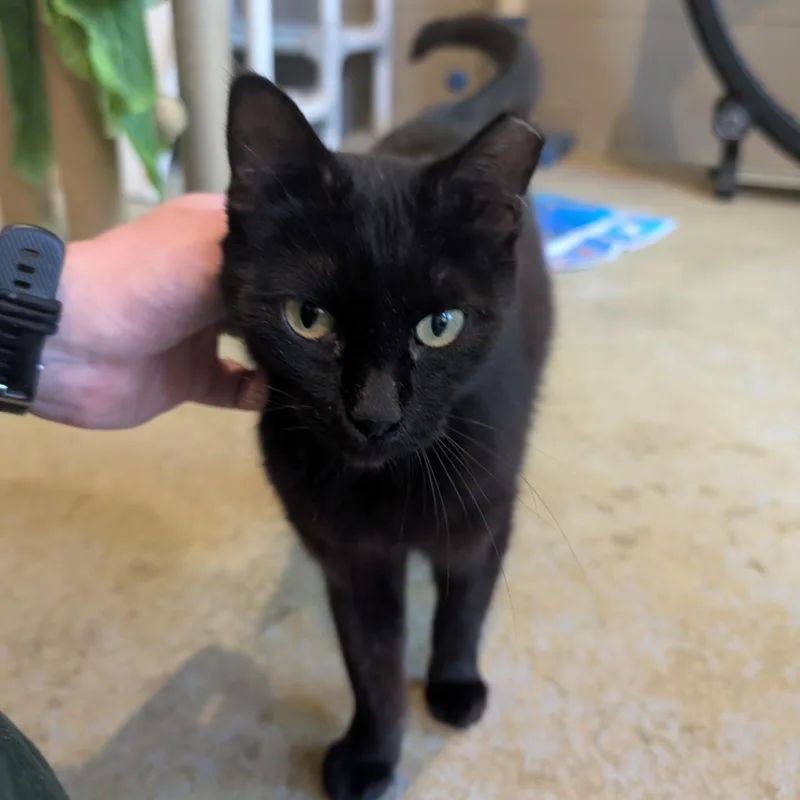 An adult medium-sized female Black Domestic Short Hair cat named Luna for adoption in Jefferson, WI