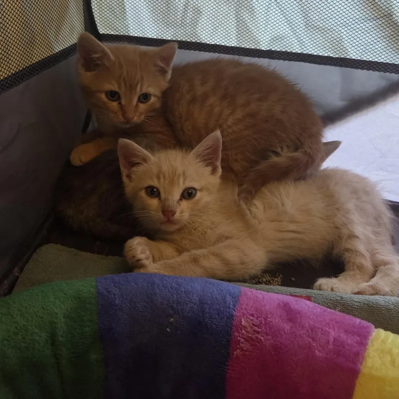 A baby small-sized male Orange / Red Domestic Short Hair cat named Calamityc for adoption in East Saint Louis, IL
