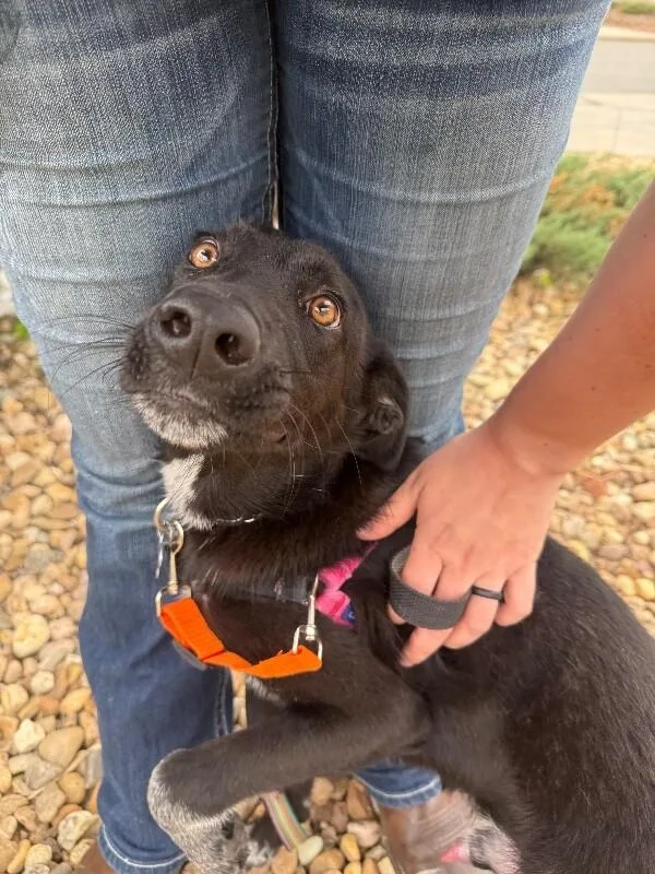 A young medium-sized male Black Cattle Dog dog named Pedro for adoption in Fort Collins, CO