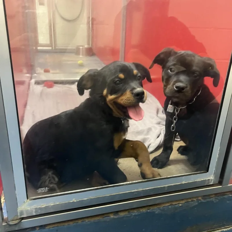 An adult large-sized male Rottweiler dog named Rocky for adoption in Hampton Bays, NY