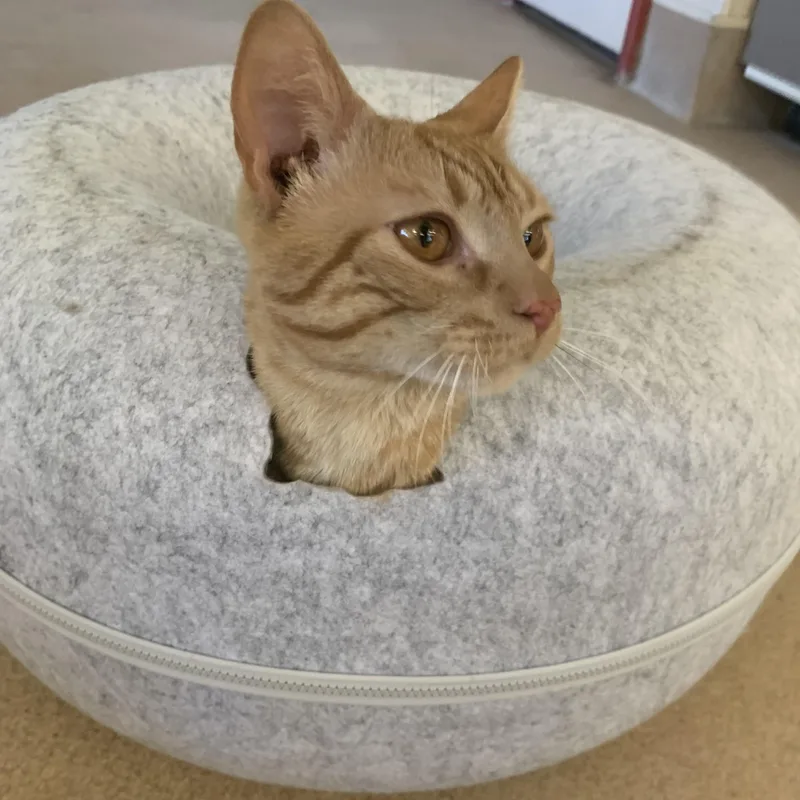 An adult medium-sized male Orange & White Domestic Short Hair cat named Spunky for adoption in Norwich, NY