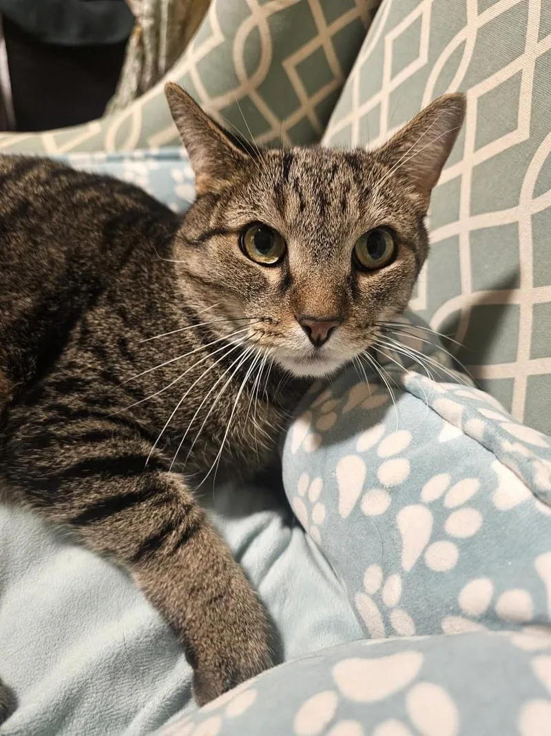 An adult medium-sized male Brown / Chocolate Domestic Short Hair cat named Sebastian Boop for adoption in Chandler, AZ