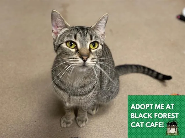 A young medium-sized female Domestic Short Hair cat named Katniss for adoption in Fort Wayne, IN