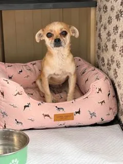 A young small-sized female Chihuahua dog named Oatmeal for adoption in Tifton, GA
