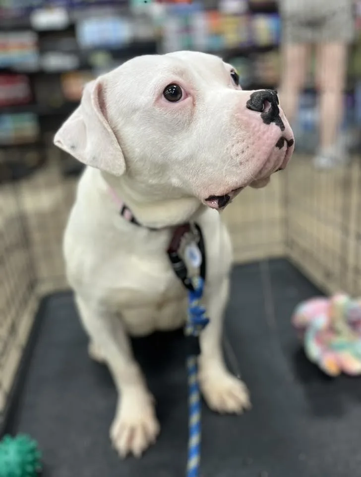 Lilly Needs A Forever thumbnail 2