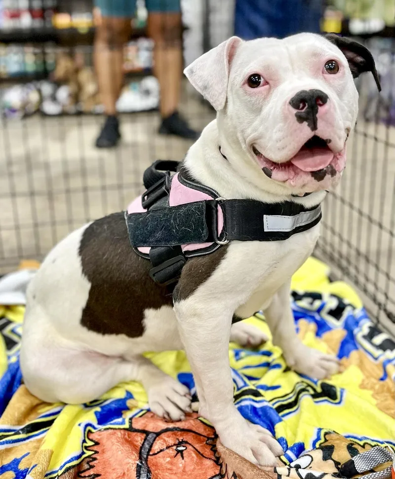 Lilly Needs A Forever thumbnail 3