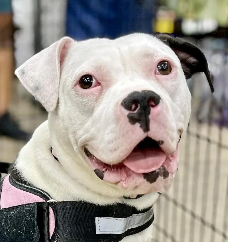 Lilly Needs A Forever