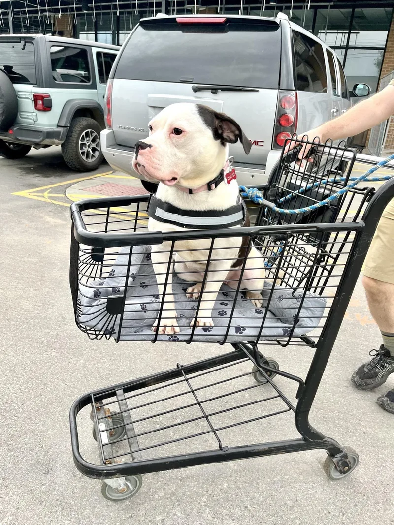 Lilly Needs A Forever thumbnail 4