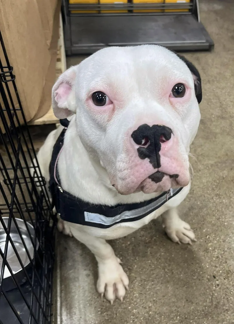 Lilly Needs A Forever thumbnail 5