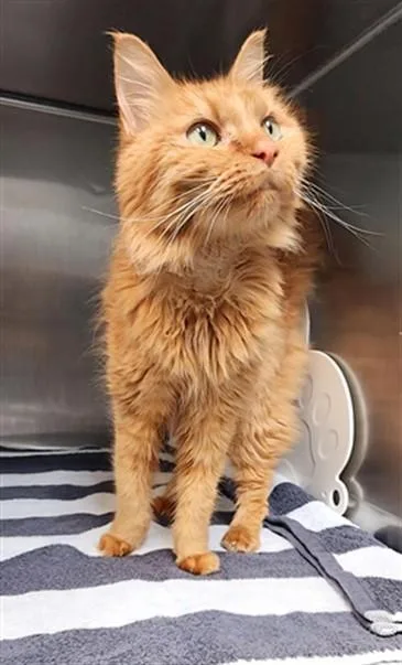 A senior medium-sized female Domestic Short Hair cat named Kugisaki for adoption in Fort Walton Beach, FL