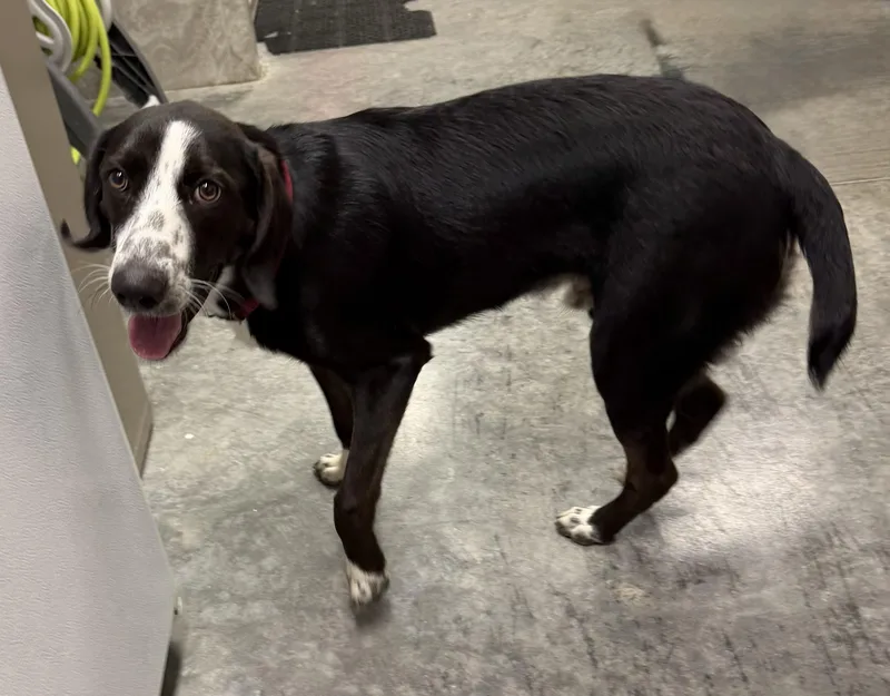 A young large-sized male Black Great Dane dog named Ace for adoption in Boonville, MO
