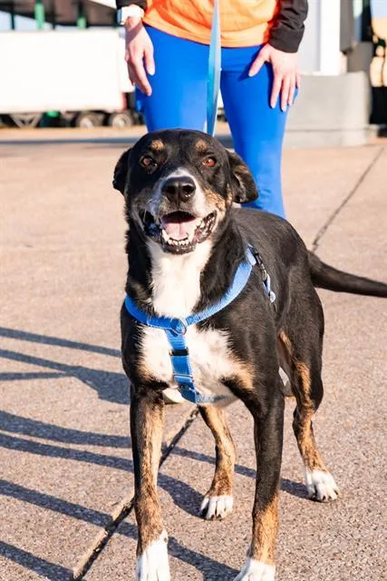 An adult large-sized male Mixed Breed dog named Rocco for adoption in Dallas, TX