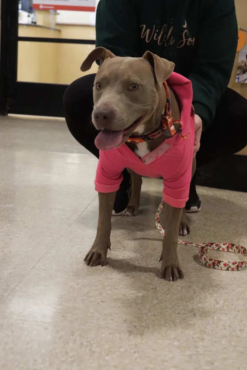 A young medium-sized female Pit Bull Terrier dog named Jenkies for adoption in Carmel, NY