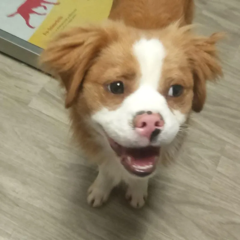 Benji
