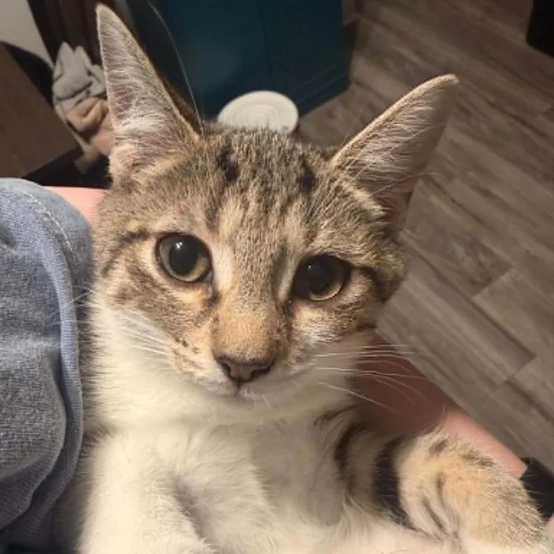 A baby medium-sized female Brown / Chocolate Domestic Short Hair cat named Chipmunk for adoption in Verona, VA