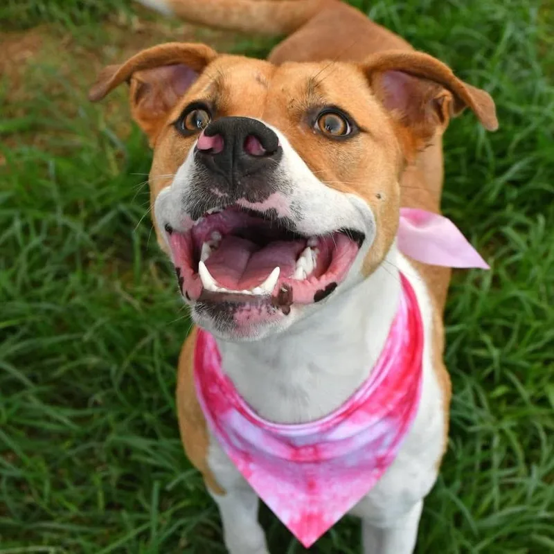 An adult medium-sized female White / Cream Pit Bull Terrier dog named Miranda A for adoption in Silsbee, TX