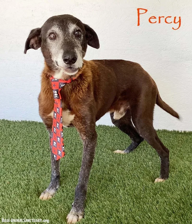 A senior medium-sized male Labrador Retriever dog named Percy for adoption in San Diego, CA
