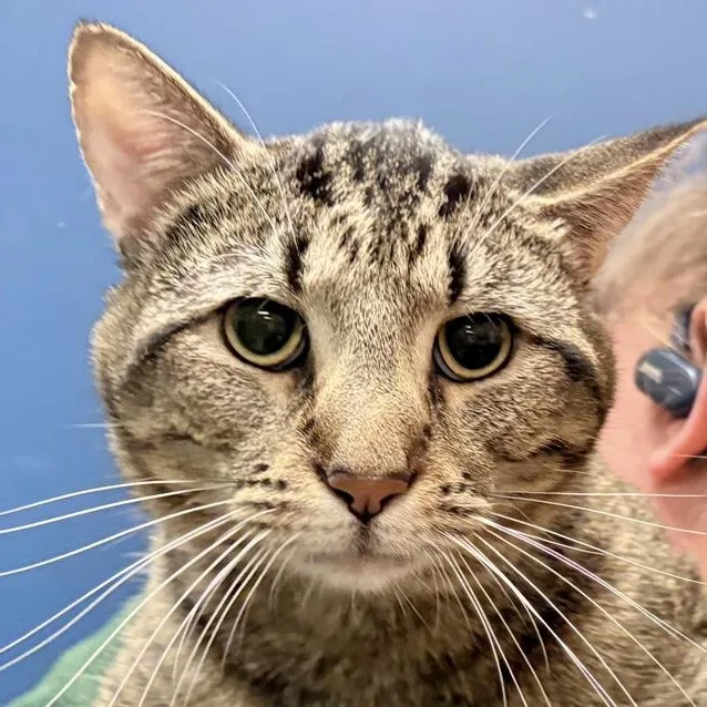 An adult medium-sized male Tabby (Brown / Chocolate) Domestic Short Hair cat named Pumpernickel for adoption in Columbus, IN