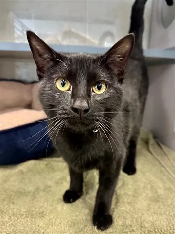 An adult medium-sized female Domestic Short Hair cat named Cinder for adoption in Agoura, CA