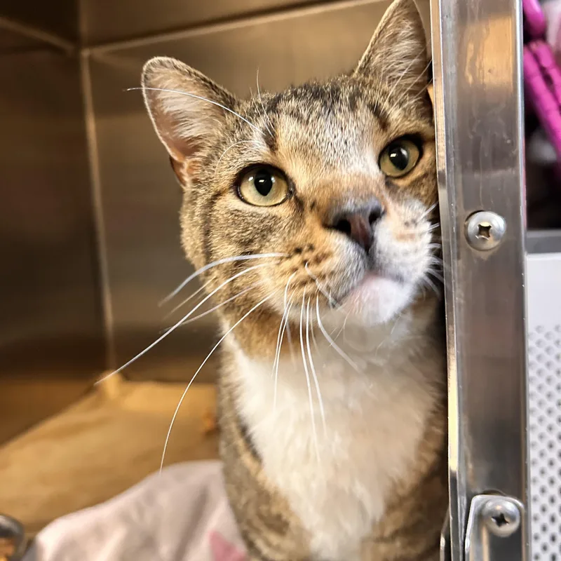 An adult medium-sized male Tabby (Brown / Chocolate) Domestic Short Hair cat named Sarge for adoption in Myerstown, PA