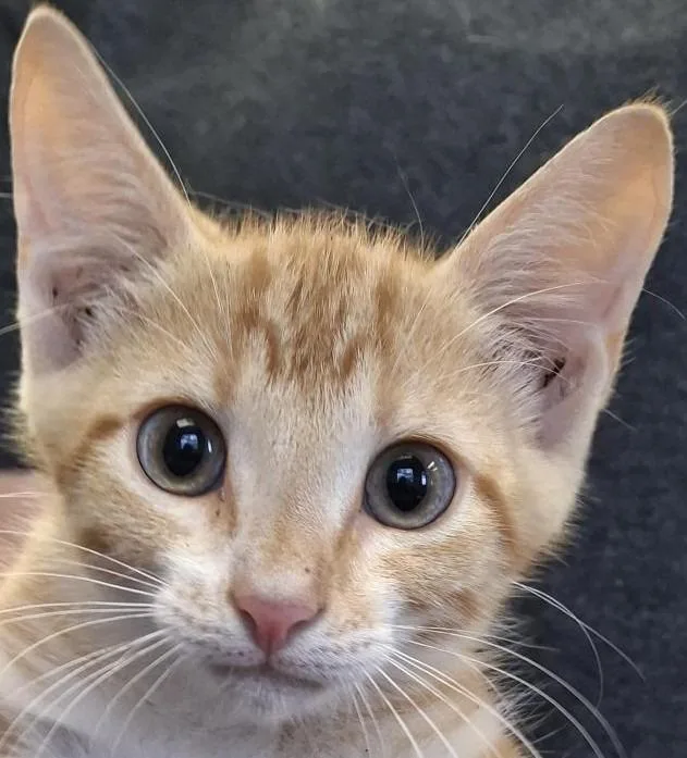 A baby medium-sized male Domestic Short Hair cat named Phineas for adoption in Brenham, TX
