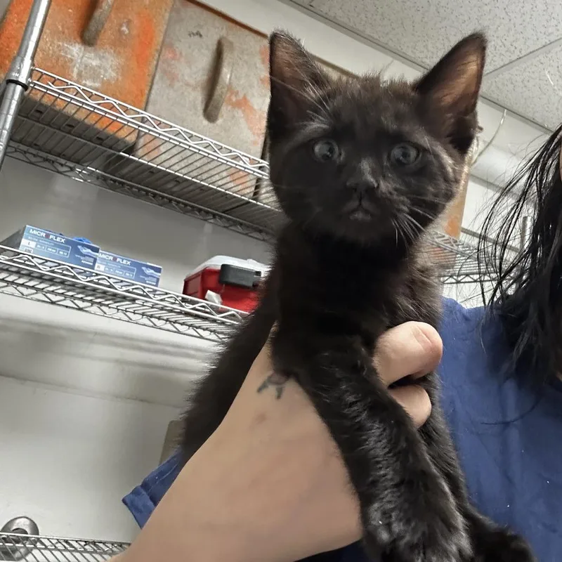 A baby small-sized male Black Domestic Short Hair cat named Bear for adoption in Philadelphia, PA